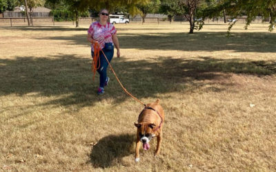 The Next Best Thing to Off Leash – A Longline Tutorial